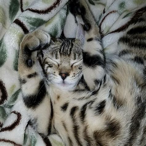 Learn more about the bengal breed and find out if this cat is the right fit for your home at petfinder! Bengal Kittens Available Near Me - Animal Friends