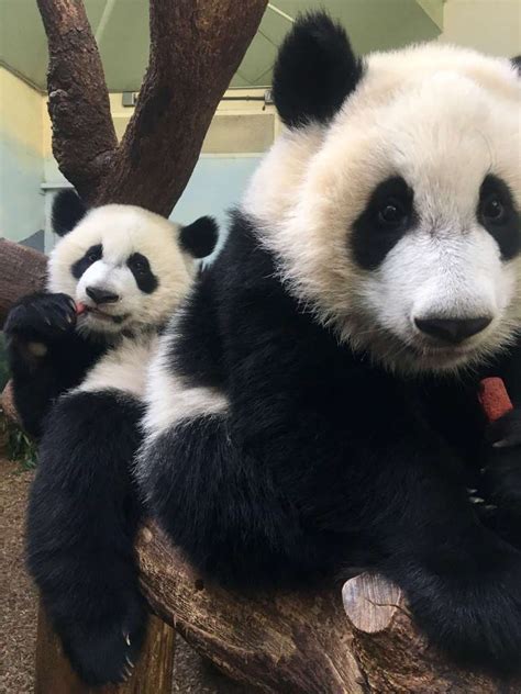 Panda Updates Monday October 9 Zoo Atlanta