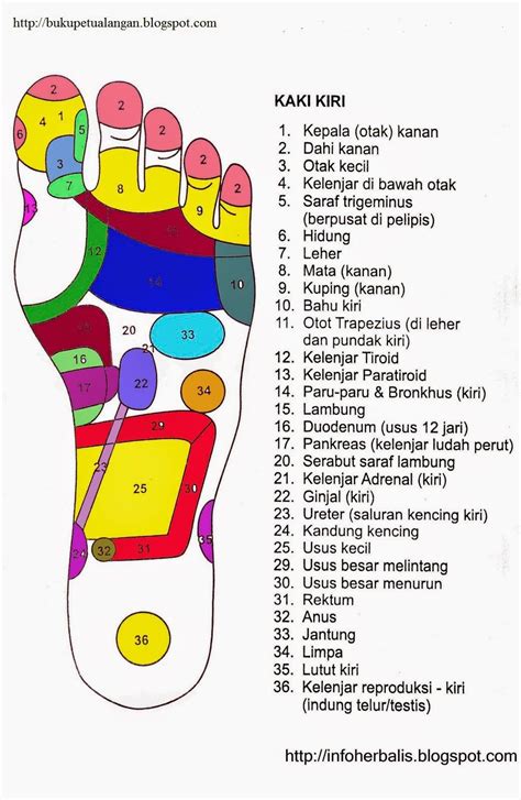 Kumpulan Gamabr Titik Rekleksi Kaki Dan Tangan Titik Refleksi Adalah