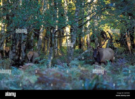 Roosevelt Elk Cervus Elaphus Herd In The Rainforest Of The Olympic