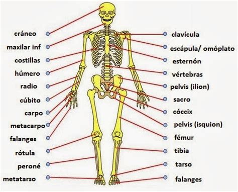 Anatomia Humana Los Huesos Del Cuerpo Humano
