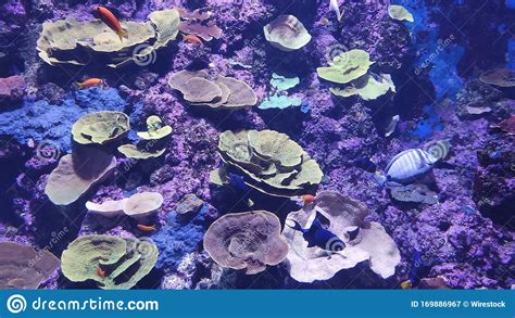 Coral Surrounded By Colorful Seaweed And Coral Reef Fishes In An