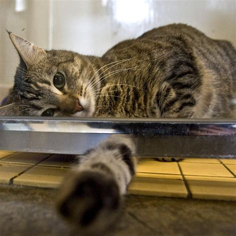 NC Animal Shelter Getting Heat Over An Honest Description Of Cat