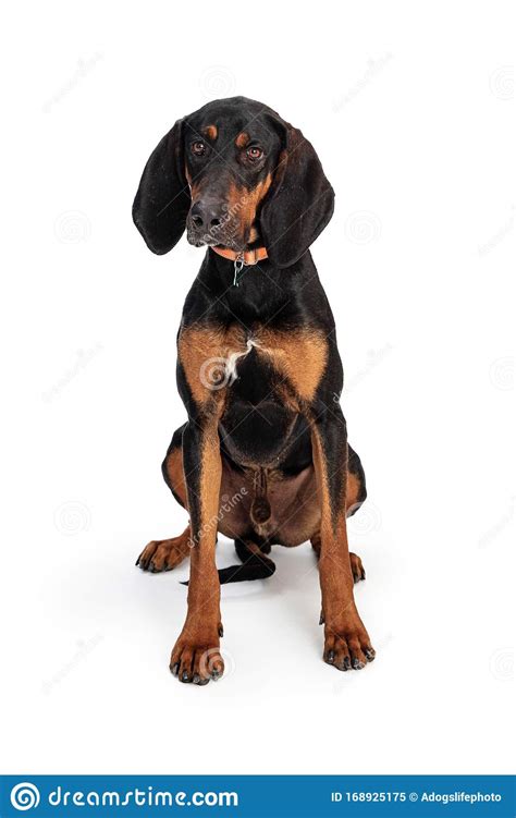Black And Tan Coonhound Sitting On White Stock Image Image Of Hound