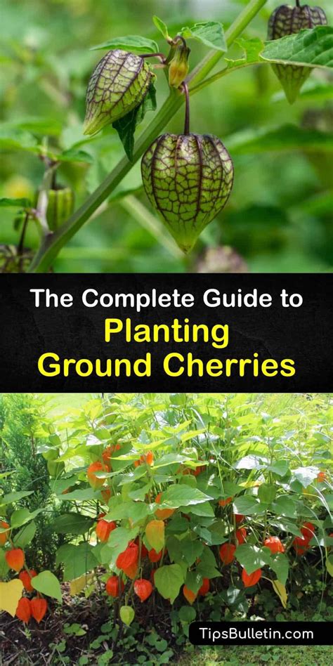 The Complete Guide To Planting Ground Cherries Artofit