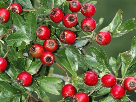 Hawthorn Berries Are Also Known As Haws Photo P Sterrywtml Trees