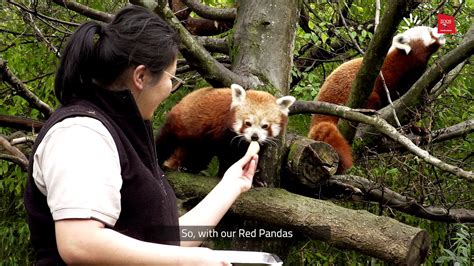 Agl Powering Red Pandas At Adelaide Zoo Youtube