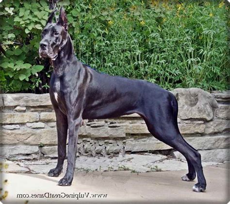 They are kind and sweet and make wonderful family dogs and good watchdogs. American Great Dane Puppies For Sale | PETSIDI