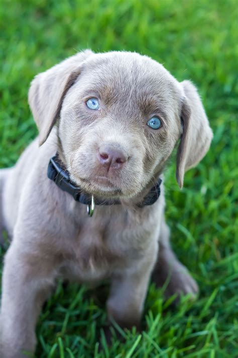 Two New Silver Labs Coming Middle Of This Summer Silver Lab