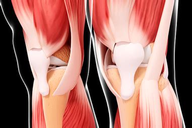 See the pictures and anatomy description of knee joint bones, cartilage, ligaments, muscle and tendons with resources for knee problems & injuries. Bones, muscles and joints | healthdirect