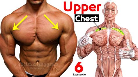 How To Build Your Upper Chest Workout Effective Exercises Youtube