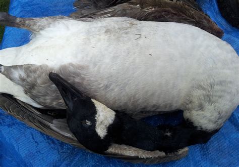 Cooking & recipes · 1 decade ago. How To Prepare And Cook A Canada Goose. TheScottReaProject ...