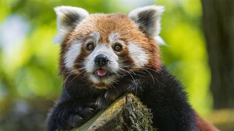 Red Panda Cute Wallpapers Top Free Red Panda Cute Backgrounds Wallpaperaccess