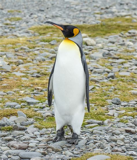 King Penguin — Wikipedia Republished Wiki 2