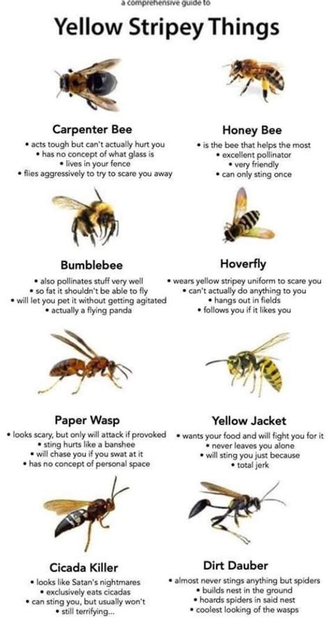 Texas Wasp And Bee Id Chart