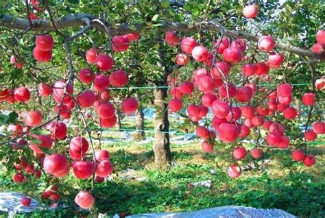 蘋果樹種植，蘋果園土壤改良與管理 每日頭條
