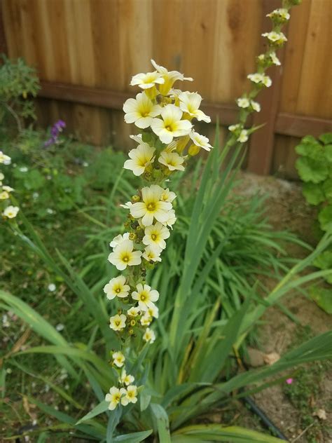 Find inspiration and learn how to start a flower garden the easy way. identification - Plant with leaves like Gladiolus and a ...