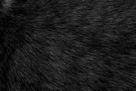 Black Cat Fur Texture Picture Free Photograph Photos Public Domain