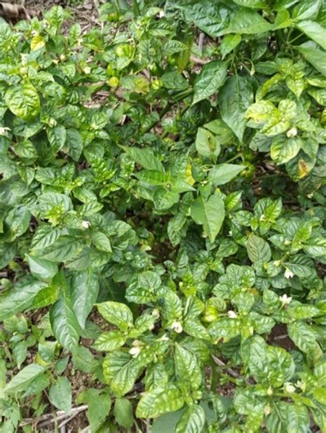 First Report Of Pepper Veinal Mottle Virus Pepper Yellows Virus And A