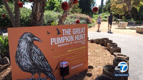 A walkthrough of assassin's creed's odyssey's the silver vein cultist clue location. Pumpkin hunt at South Coast Botanic Garden turns scavenger ...