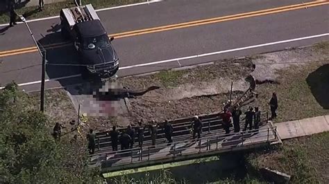 13 Foot Alligator Killed After Human Remains Found In Largo