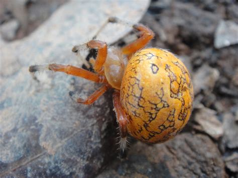 Marbled Orb Weaver Spider Lucky Sci