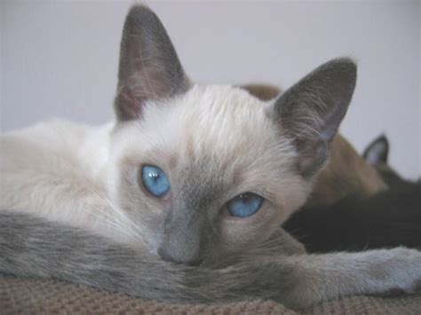 Siamese Cats Picture Gallery Featuring Pictures Of Meezers