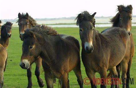 20 Vilde Exmoor Ponyer Har Indtaget Nyt Naturområde