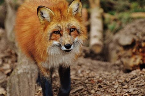 600 Kostenlose Fuchs Und Natur Bilder Pixabay