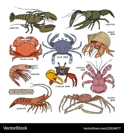 Crustacean Crab Prawns Ocean Lobster And Crawfish Vector Image