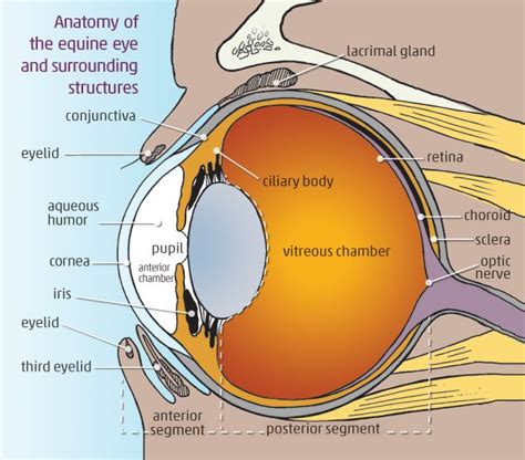 Equine Eye Eyes Anatomy