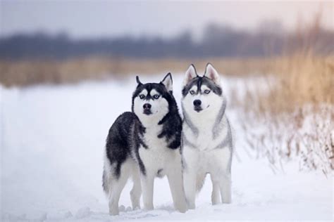 Siberian Husky Dogs Breed Facts Information And Advice Pets4homes