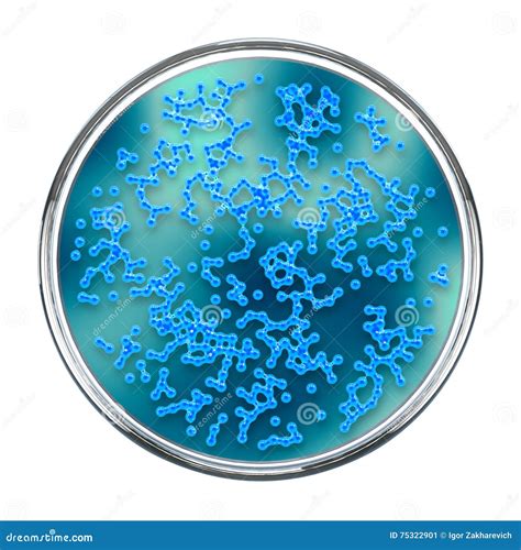 Blue Bacteria Colonies On Petri Dish Stock Illustration Illustration