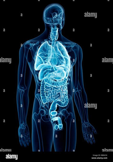 Transparent Human Body Internal Organs High Resolution Stock