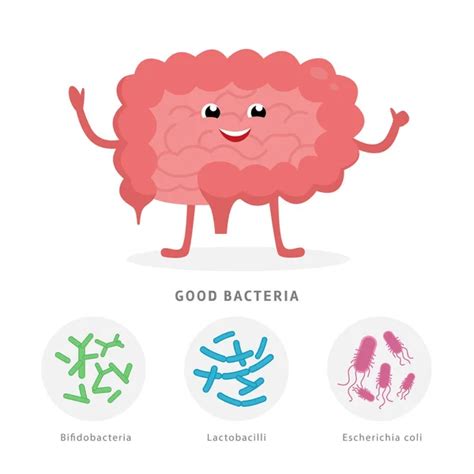 Good Bacteria Concept Illustration Healthy Intestine Cartoon Character Isolated On White