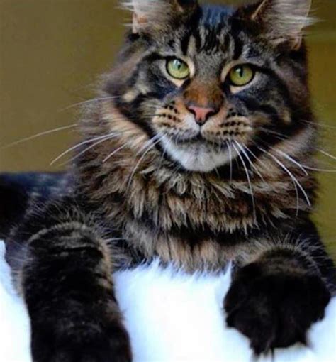 Buy and sell almost anything on gumtree classifieds. Carolina Maine Coon - Maine Coon Cats and Kittens