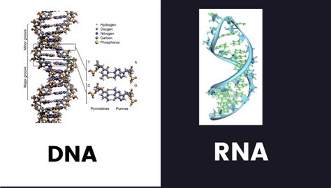 Dna Vs Rna The Differences And Similarities