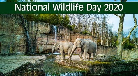 Festivals And Events News National Wildlife Day 2020 Significance Of