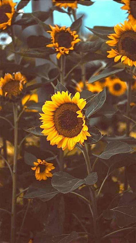 Sunflowers Are Blooming In An Open Field