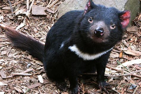 9 Places Where You Can Find an Actual Tasmanian Devil - Fodors Travel Guide