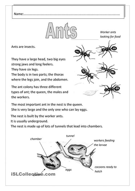 Pin By Alleyce Pang On Science Ants Worksheet Ants Science Ants