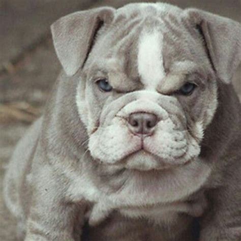 Healthy & naturally raised bulldogge puppies! Pin on Opie