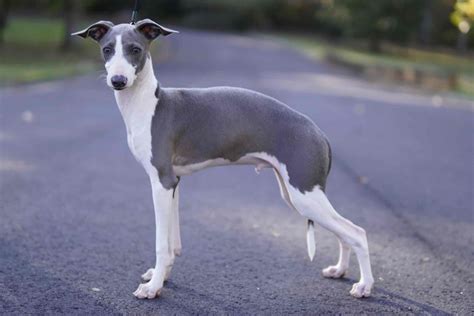 Epic Italian Greyhound Puppies For Sale Born On 06162019