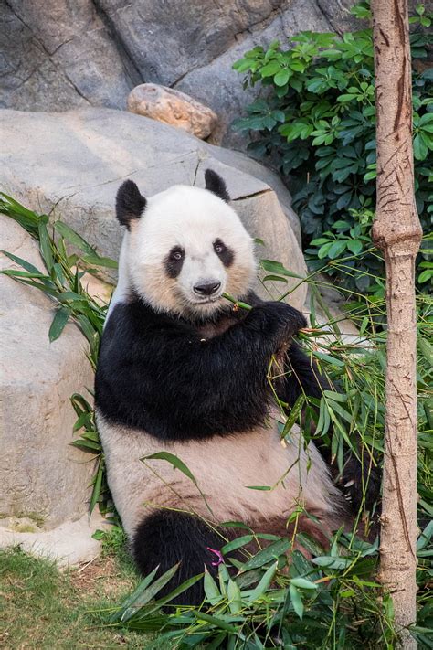 Panda Bamboo Branches Animal Hd Phone Wallpaper Peakpx