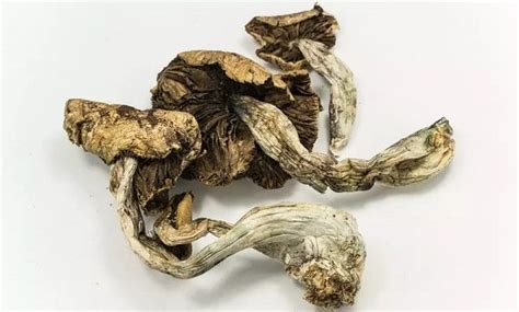 Guide To Psilocybe Cubensis Mushrooms Effects Cultivation And