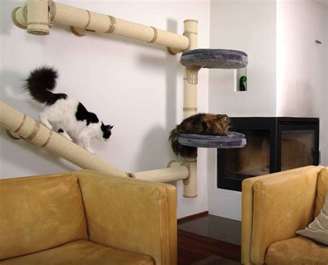 They revel in the occasional time. 1000+ images about Cat Climbs via Stairs/Shelves/Cubes ...
