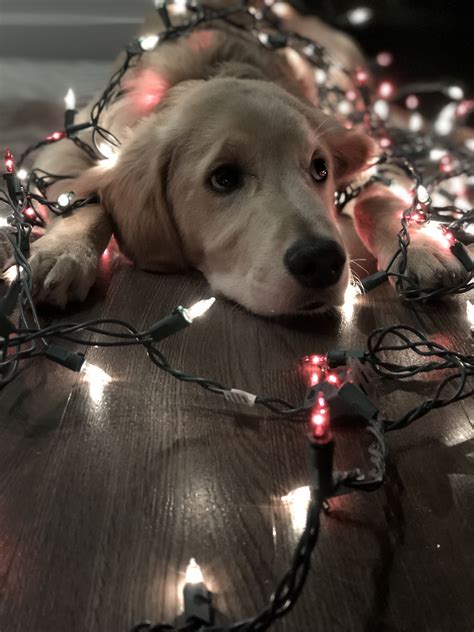 Golden Retriever Puppy Wrapped In Christmas Lights 😍 Golden Retriever