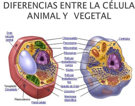 Dibujo De La Celula Animal Y Vegetal Señalando Sus Partes Compartir