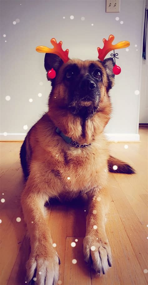 When you are shopping for a puppy make sure that there are no. How To Use Snapchat Dog Filters on Your Dog - All About Shepherds
