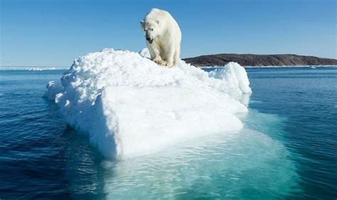 Polar Bears Facing Extinction And Time Is Running Out Their Habitat Is
